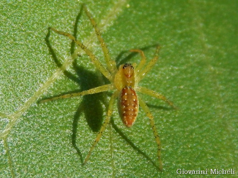 Dolomedes sp. - Magenta (MI)